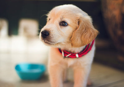 Defu Hundefutter für Hunde