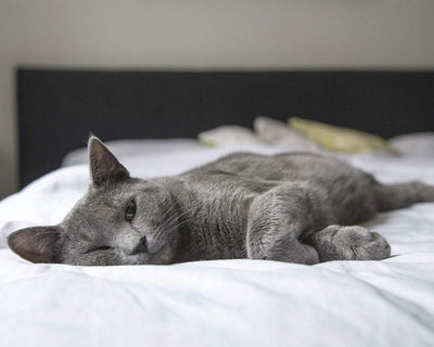Katzenfutter für erwachsene Katzen