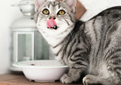 Bio-Nassfutter für Katzen