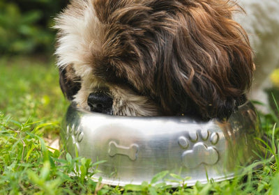 Bellfor Trockenfutter für Hunde