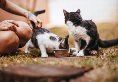 Katzenfutter & Ergänzung für empfindliche Verdauung