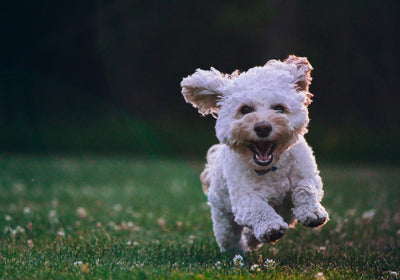 Defu Trockenfutter für Hunde
