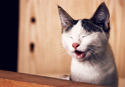 KatzenLiebe Katzenfutter