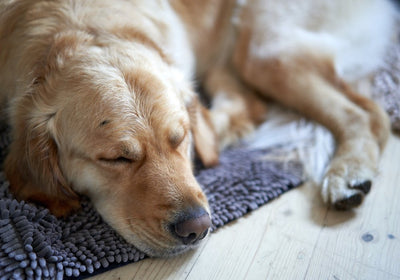 Yarrah Nassfutter für Hunde