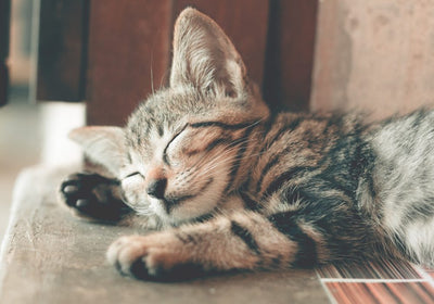 I love my cat Nassfutter für Katzen