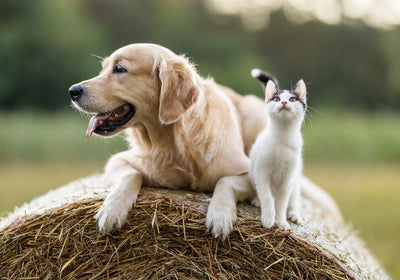 Yarrah Bio-Futter für Hunde & Katzen