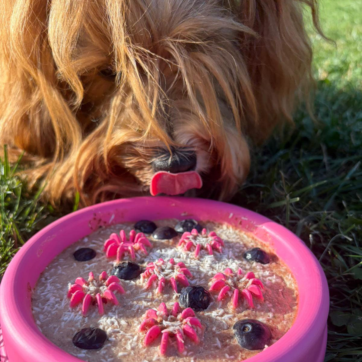 Aktiv Hunde-Glace Bundle