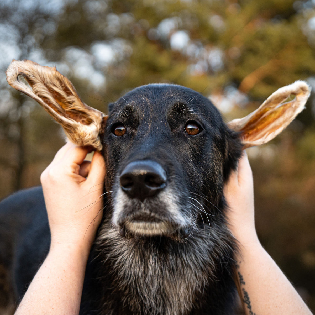 Bellfor Gesunder Hundesnack - Lamm-Ohren mit Fell 250 g - BioTierFutter Onlineshop